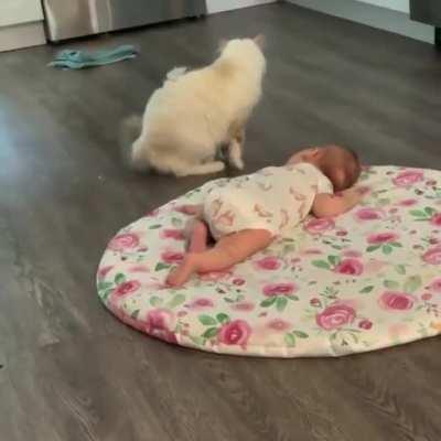 Momma cat introduces her new baby born to human baby