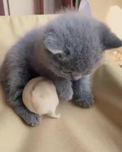 Vicious beast 🐹 attacking a kitten 🐱