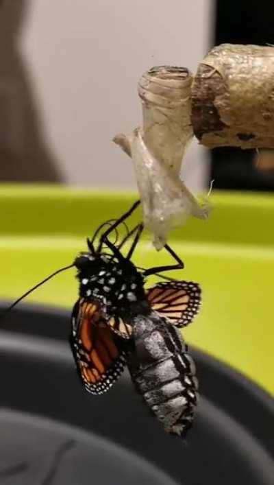 We're raising monarch butterflies. One came out...wrong. The moment our voices change from awe to horror.