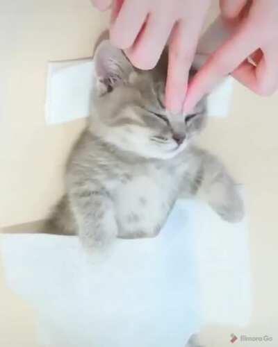 Kitten massage