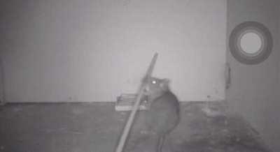 Rat uses stick to trigger trap so it can safely eat the bait