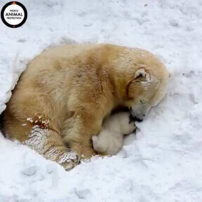 🔥 Polar Bear Mum and Her Cub Snuggle in the Snow - To protect their young from the elements, female polar bears burrow into deep snow and use their body warmth to keep the little ones safe and cozy while nursing