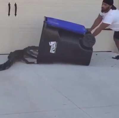 Guy captures an alligator with a trash can