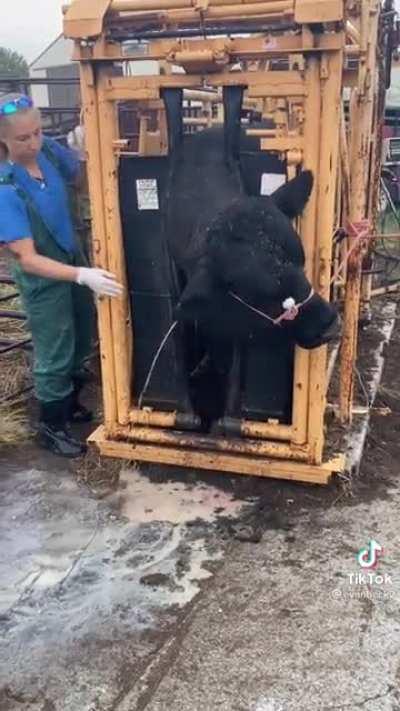 Curing abscesses in a bull