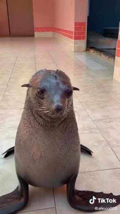 Sea Lion Blup