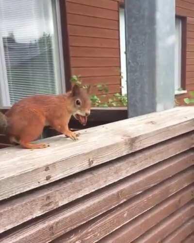 Squirrel thinks it can carry three nuts, not only two 😂