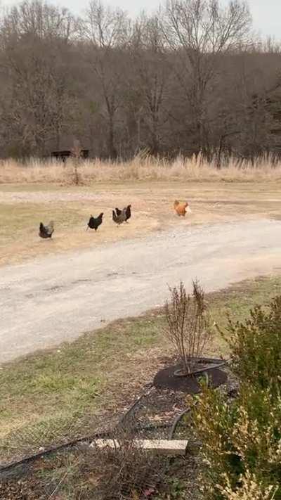 My rooster got a tortilla and was excited