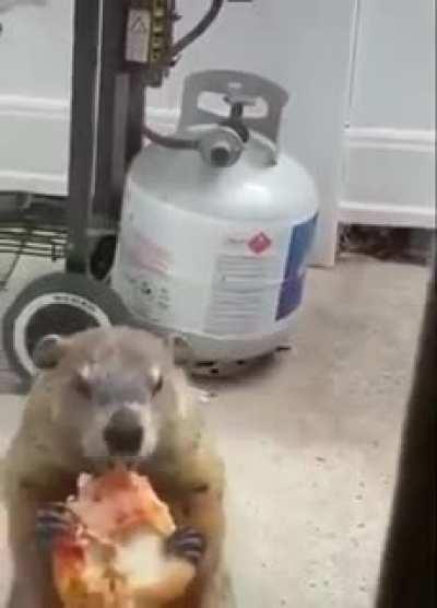 You want to see a groundhog, taunting a dog, by eating a pizza.