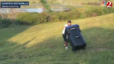 Catch & release alligator in Florida. Man with trash can versus an alligator.