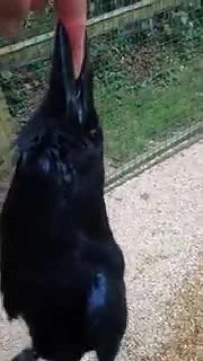 Ravens have been shown to have the intelligence of 7yr old children and often have similar mannerisms as well.