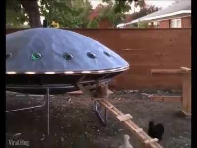 This dude built a UFO chicken coop