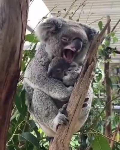 Koala and her baby