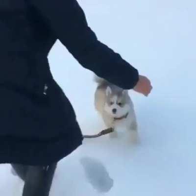 Pupper too light to make snowprints