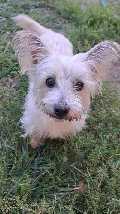 Our rescue dog finally getting used to us. I can't get over those ears! 