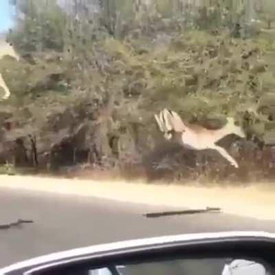 Cheetah chasing impalas