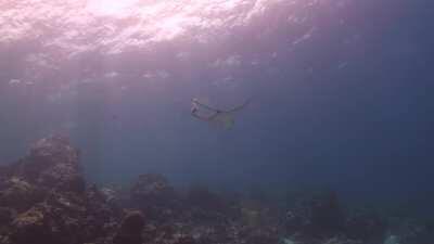 eagle ray pooing in my general direction. fish liked it.