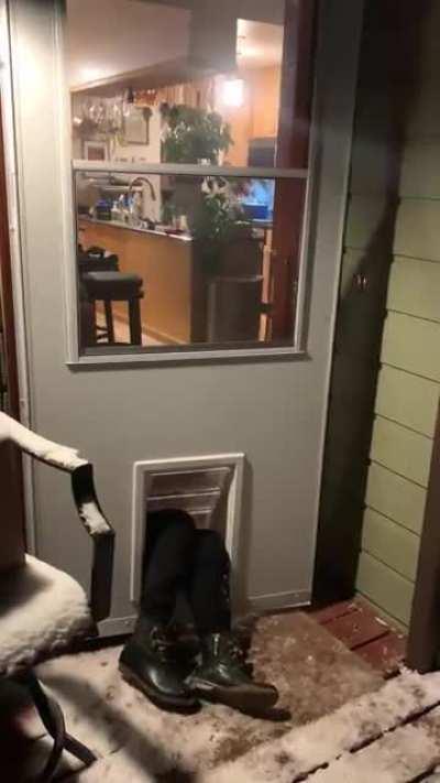 Decided to show my dogs how to use the new door we got them for Christmas