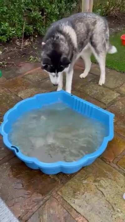 Special boy trying to work out what has happened to his pool