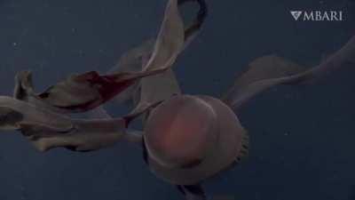 MBARI captures TERRIFYING Phantim Ghost Jelly (Stygiomedusa Gigantea) 3,200 feet below Monterey Bay