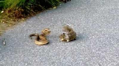 A squirrel defends her nest from a gopher snake which ventured too close for comfort