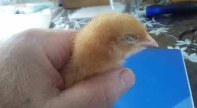 If you hold a chick in your hand it wil fall asleep.