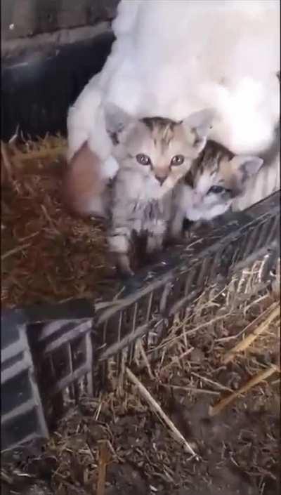 Cluck-tastic Cat Mom: When a Chicken Takes on Motherhood!&quot; 🐔🐱💖