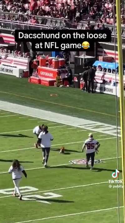 Dachshund running on NFL field 