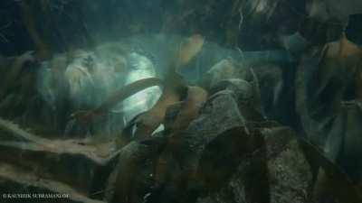 Seal sleeping in a kelp forest