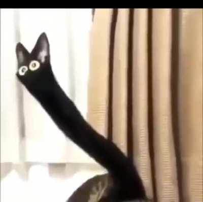 dodoododo cat with da long neck