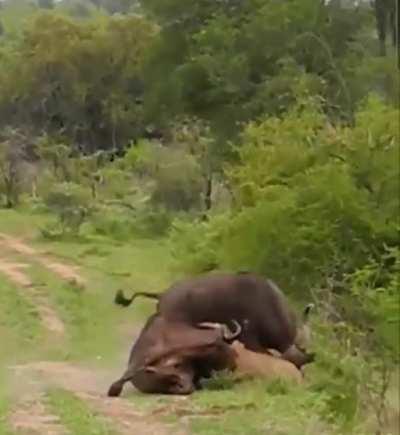 Lion Sent Flying By Buffalo