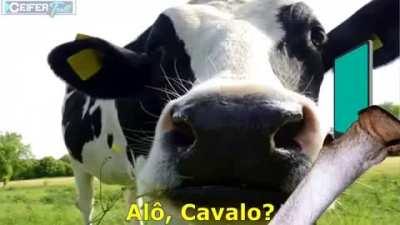 Alo cavalo?