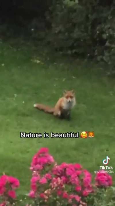 Nature is beautiful