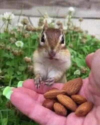 Squirrel tastes almonds for the first time &amp;lt;3 [OC]