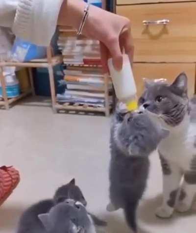 Kitty Loves The Bottle !