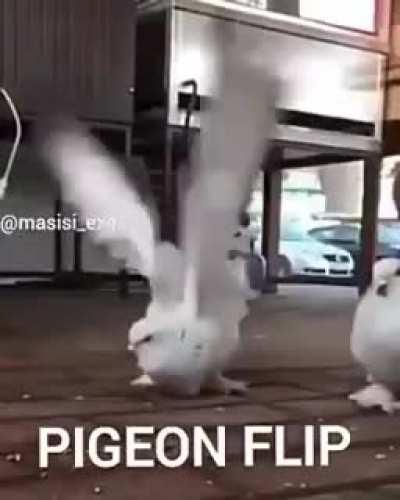 Pigeon flip