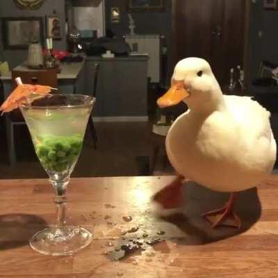 A duck with their drink