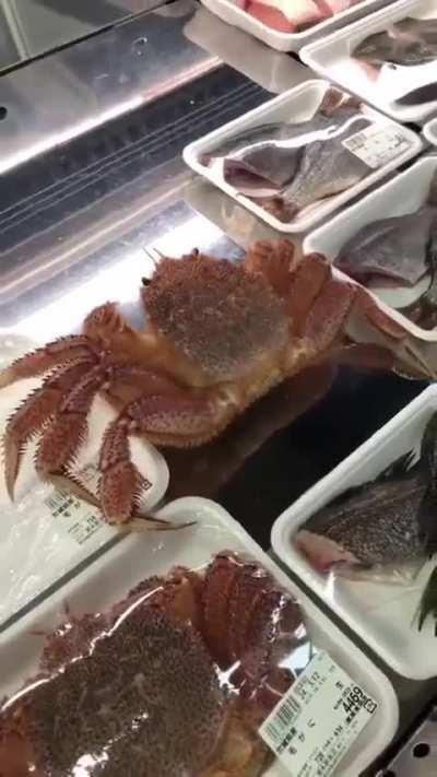 Defrosted Nightmare: the unkillable crab 