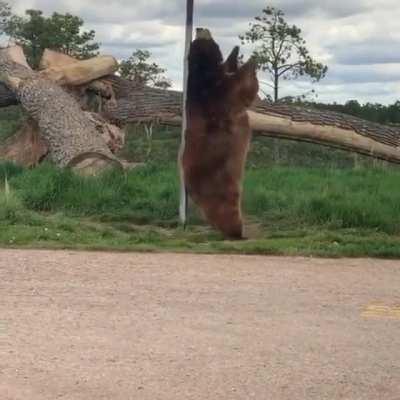 bear brushy