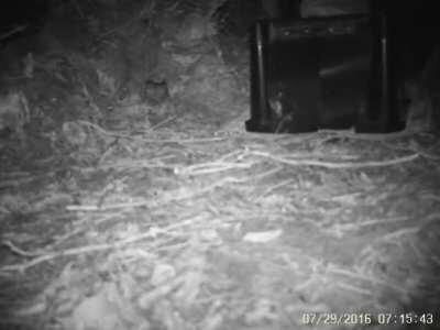 This cute kiwi got exited after finding a hidden food box in its enclosure.