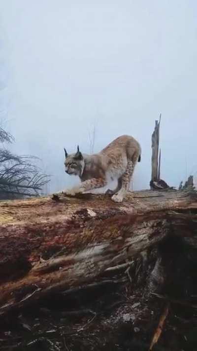 A wild Lynx at the Harz Mountain, Germany 😍