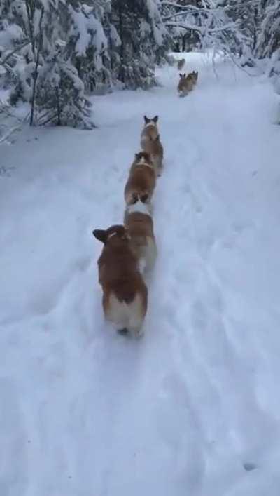 A platoon of corgi pups, marching in single file to conceal the strength of their numbers