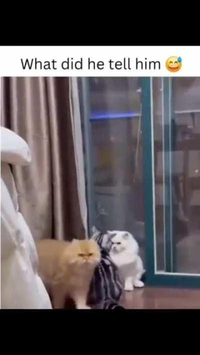 Cat mafia