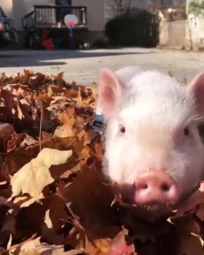 Hopping through the autumn leaves