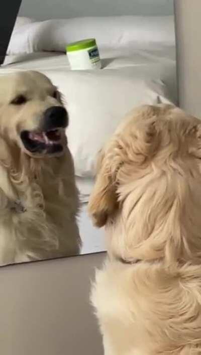 Doggo practicing his mean faces in mirror