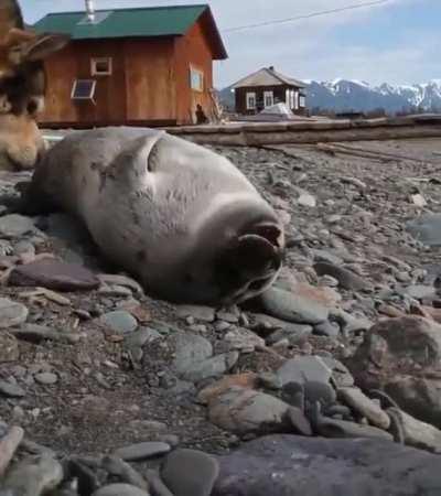 This cute baby seal was found on the shore of Lake Baikal. Local scientists and their pet dog took care of the seal.