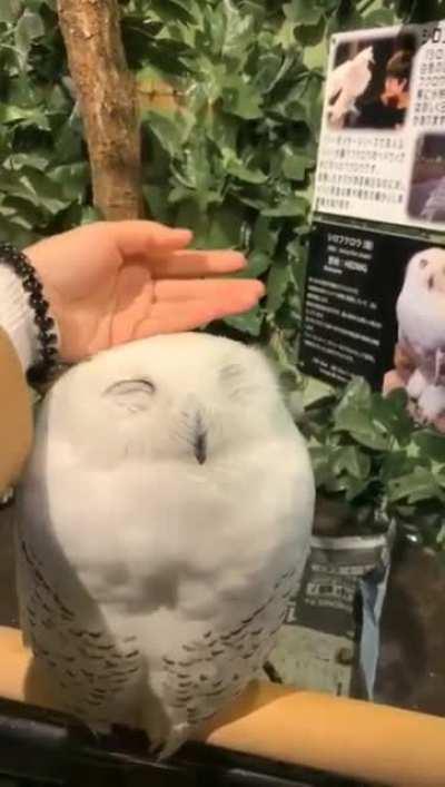 Petting an owl