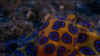 Blue-ringed Octopus Flashing its Warning