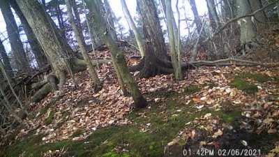 Trail camera video of an eight-point buck shedding his antlers.