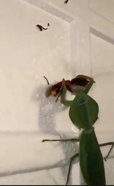 🔥 Mantis Vs Hornet 🔥 