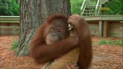 Orangutan babysitting tiger cubs